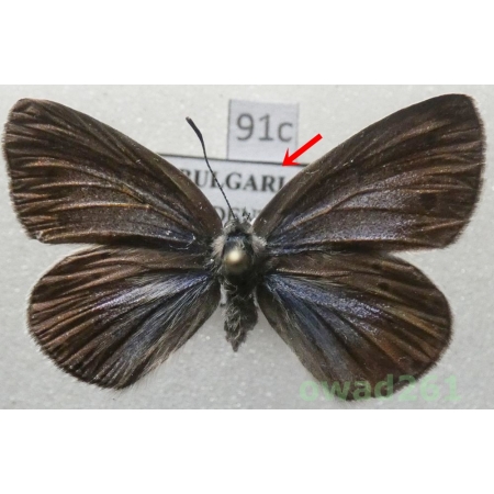 Iolana iolas (Ochsenheimer, 1816) female Bulgaria91c